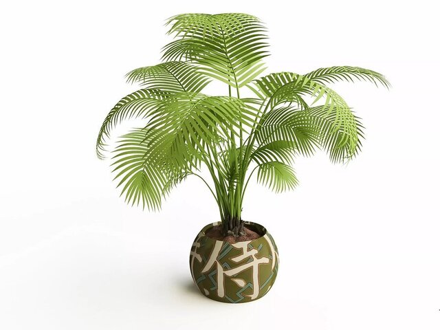 ۸ گیاه آپارتمانی که خیر و برکت را به خانه میآورند