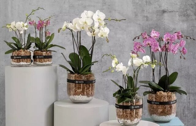 ۸ گیاه آپارتمانی که خیر و برکت را به خانه میآورند