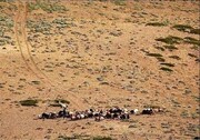 فقط ۸ درصد از مراتع خوب خراسان شمالی باقی مانده است