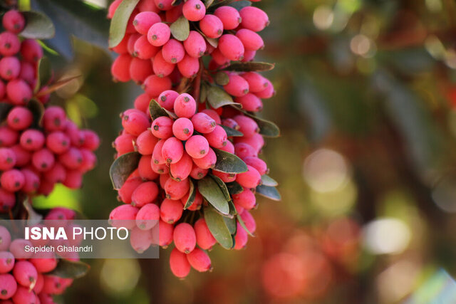 خراسان جنوبی بیش از ۹۸ درصد زرشک جهان را تولید میکند خراسان جنوبی بیش از ۹۸ درصد زرشک جهان را تولید میکند