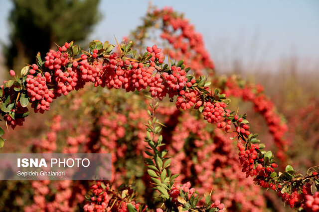 زرشک خراسان جنوبی با ثبت ملی، به برند جهانی نزدیکتر شد