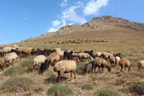 فقر پوشش گیاهی و فرسایش خاک؛ زنگ خطر برای مراتع خراسان جنوبی