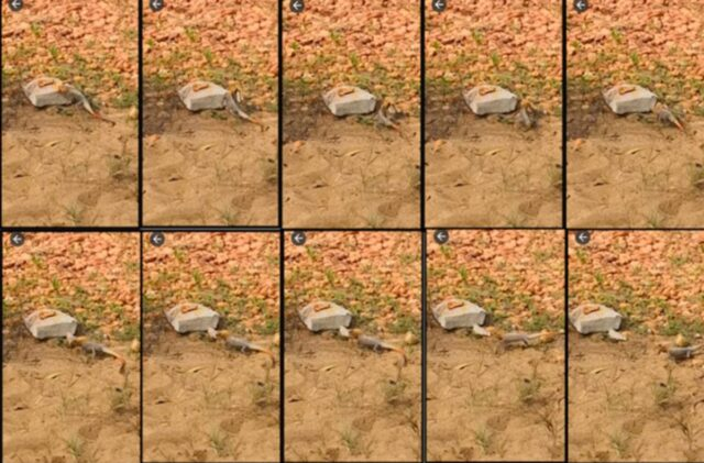 برندگان «نوبل مضحک» ۲۰۲۵ اعلام شدند