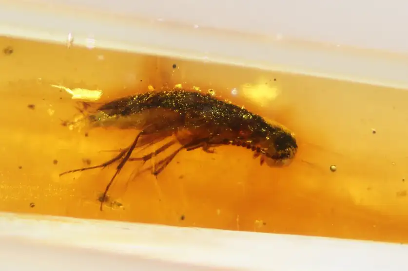 کشف حشراتی از عصر دایناسورها در دل یک کهربا