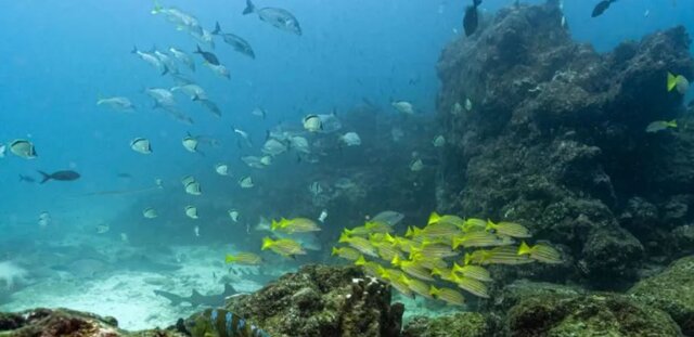 عکس: گتی ایمجز معاهده کلیدی اقیانوسها به قانون بینالمللی تبدیل میشود