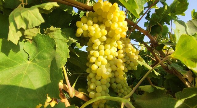 وقتی تغییر اقلیم و کم آبی دست به دست هم میدهند؛ داستان انگور ملایر