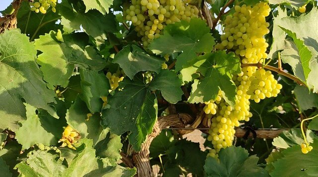 وقتی تغییر اقلیم و کم آبی دست به دست هم میدهند؛ داستان انگور ملایر