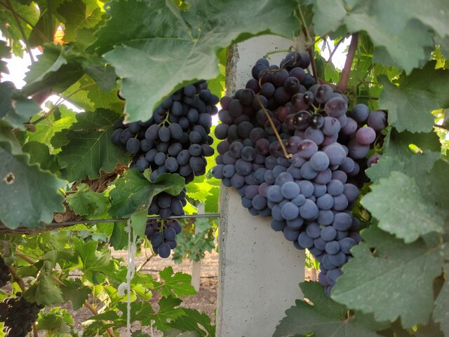 وقتی تغییر اقلیم و کم آبی دست به دست هم میدهند؛ داستان انگور ملایر