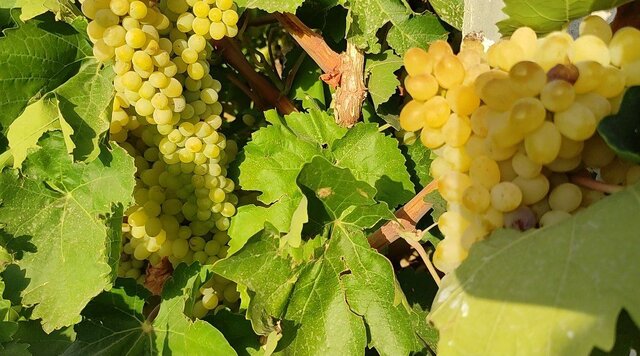 وقتی تغییر اقلیم و کم آبی دست به دست هم میدهند؛ داستان انگور ملایر