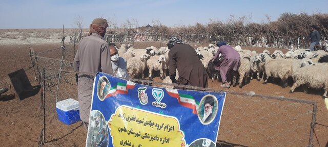 واکسیناسیون و آموزش دامداران هامون، امیدبخش بیش از ۲ هزار دامدار شد