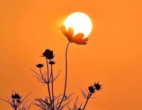 شکوفه خورشید در خمین