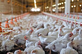 مرغ نژاد «آرین» میان دو روایت؛ پژوهش تدریجی یا واگذاری کامل به دولت؟