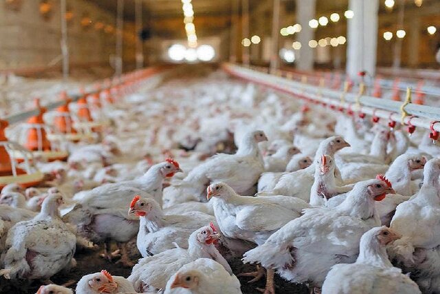 مرغ نژاد «آرین» میان دو روایت؛ پژوهش تدریجی یا واگذاری کامل به دولت؟