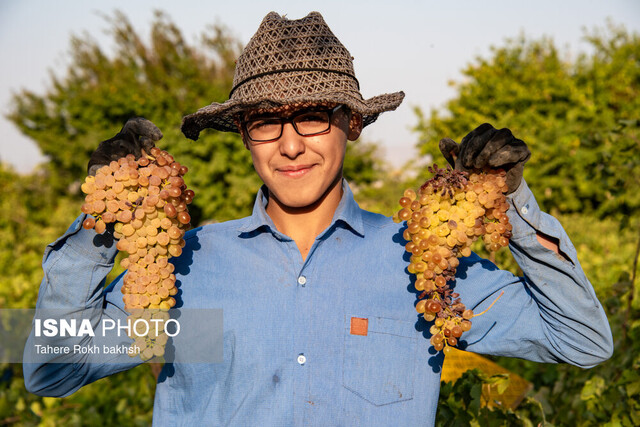 عکس تزئینی است زنجیره ارزش انگور و کشمش در زنجان راهاندازی میشود