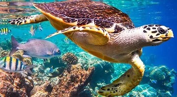 نابودی حدود ۹۲ درصد زیستگاه‌های تخم‌گذاری لاک‌پشت منقار عقابی در بوشهر