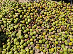 بازدهی صنایع تبدیلی گردو در تویسرکان راضی‌کننده نیست