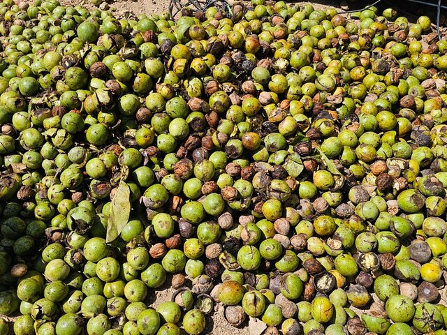 جشنواره گردو بهانهای برای ارتقاء نشاط و گردشگری/ رتبه دوم کشور در تولید محصول