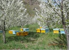 بازنگری علمی در زنبورداری برای حل مشکل کاهش کلنی‌ها