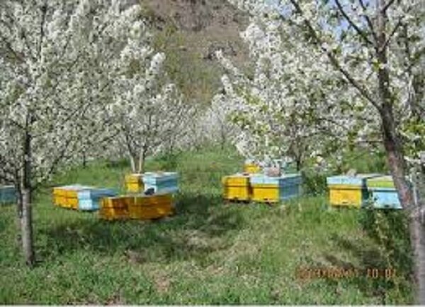 بازنگری علمی در زنبورداری برای حل مشکل کاهش کلنی‌ها