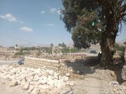 «خراسان شمالی» زیر سایه درختان هزارساله
