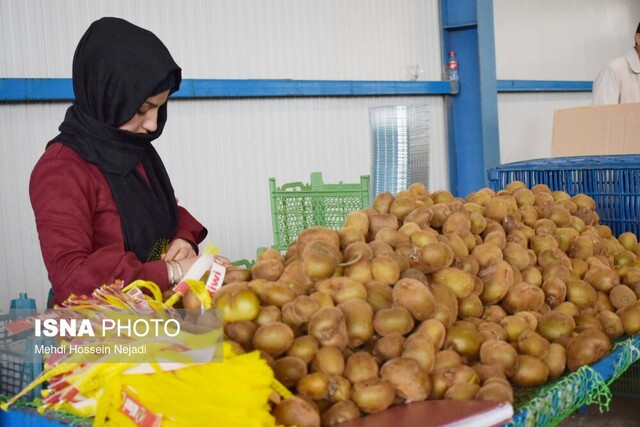 آغاز رسمی صادرات کیوی از مرز آستارا از امروز