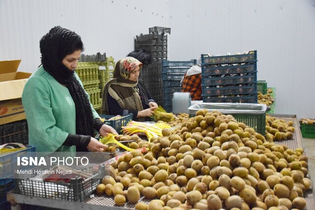 آغاز رسمی صادرات کیوی از مرز آستارا از امروز
