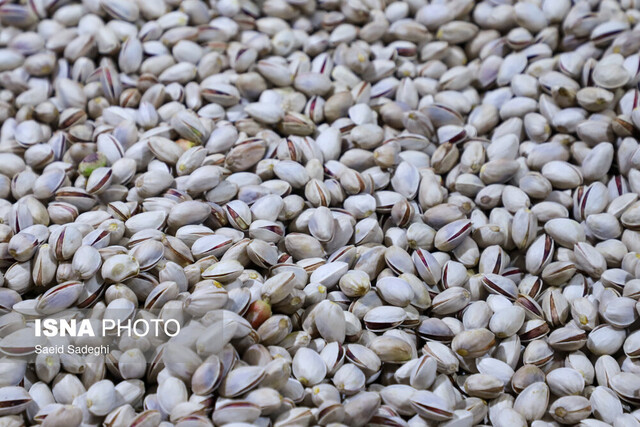 طلای سبز ایران؛ در تنگنای سیاستهای ارزی و خشکسالی