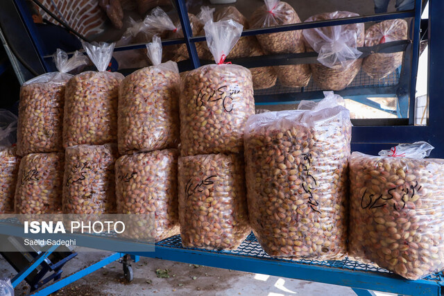 طلای سبز ایران؛ در تنگنای سیاستهای ارزی و خشکسالی