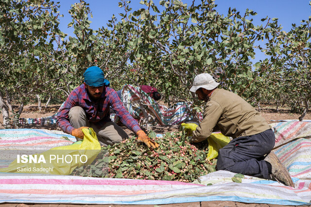 اشتغال ۵۲‌ درصد جمعیت رفسنجان در بخش کشاورزی