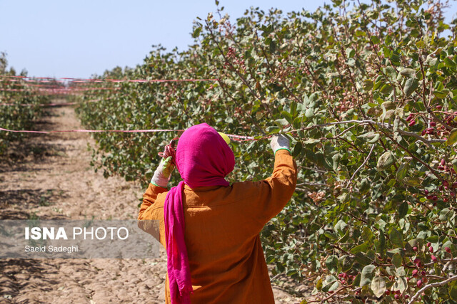 عکس تزئینی است مدیریت باغات و تغذیه هوشمند، راهکار موثر در افزایش تولید پسته زنجان