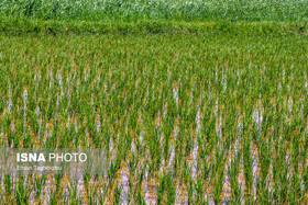 پاسخ محققان برنج به بحران آب؛ ارقام جدید با مصرف کمتر معرفی شد