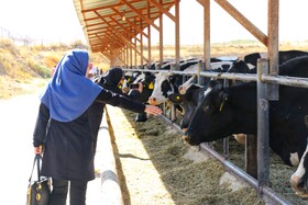 تور رسانه ای جهاد کشاورزی از زنجیره کامل تولید لبنیات در همدان