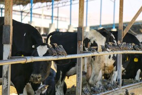 تور رسانه ای جهاد کشاورزی از زنجیره کامل تولید لبنیات در همدان