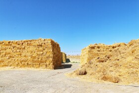 تور رسانه ای جهاد کشاورزی از زنجیره کامل تولید لبنیات در همدان