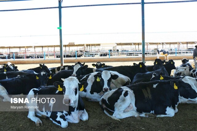 «کمبود نهاده» یا « ضعف مدیریت»؛ ریشه گرانی لبنیات و گوشت کجاست؟