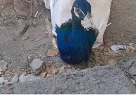 کشف ۱۰ طاووس هندی در مرز باشماق مریوان