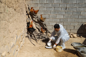 اجرای مرحله دوازدهم واکسیناسیون نیوکاسل پرندگان در زنجان