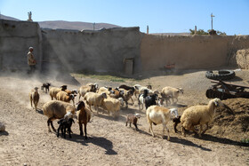 واکسیناسیون دام در روستاهای خراسان شمالی