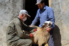 واکسیناسیون دام در روستاهای خراسان شمالی