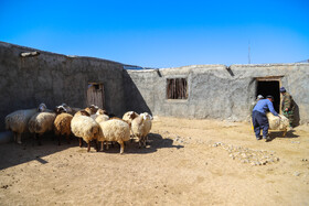 واکسیناسیون دام در روستاهای خراسان شمالی