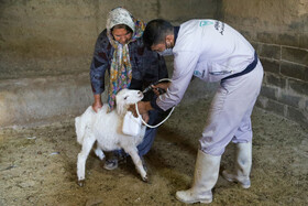 واکسیناسیون دام در روستاهای خراسان شمالی