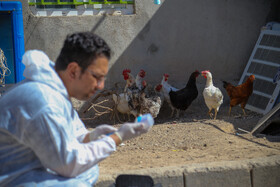 واکسیناسیون دام در روستاهای خراسان شمالی