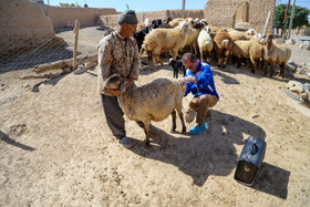 واکسیناسیون دام در روستاهای خراسان شمالی