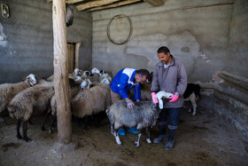 واکسیناسیون دام در روستاهای خراسان شمالی