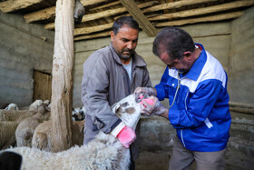 واکسیناسیون دام در روستاهای خراسان شمالی