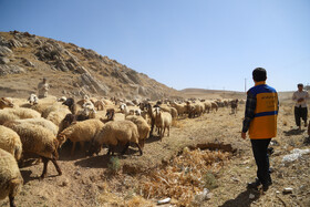 واکسیناسیون دام در روستاهای خراسان شمالی