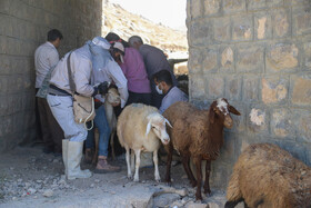 آغاز واکسیناسیون بیش از ۲.۳ میلیون دام‌ سبک کرمانشاه علیه آبله