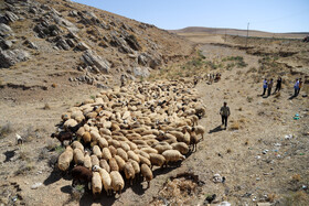 واکسیناسیون دام در روستاهای خراسان شمالی