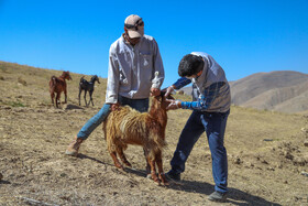 واکسیناسیون دام در روستاهای خراسان شمالی