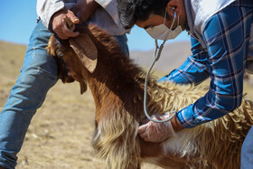 واکسیناسیون دام در روستاهای خراسان شمالی